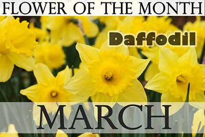 March Flower Daffodil