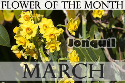 March Flower Jonquil