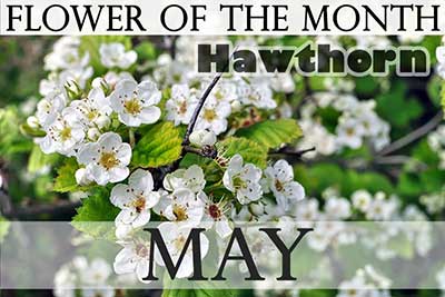 May Flower Hawthorn