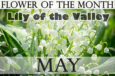 May Flower Lily of the Valley