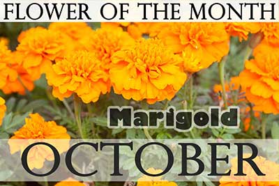 October Flower Marigold
