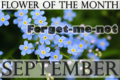 September Flower Forget-me-not