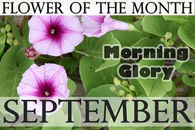 September Flower Morning Glory