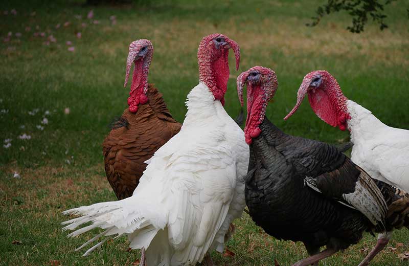 Were Turkeys at the First Thanksgiving?