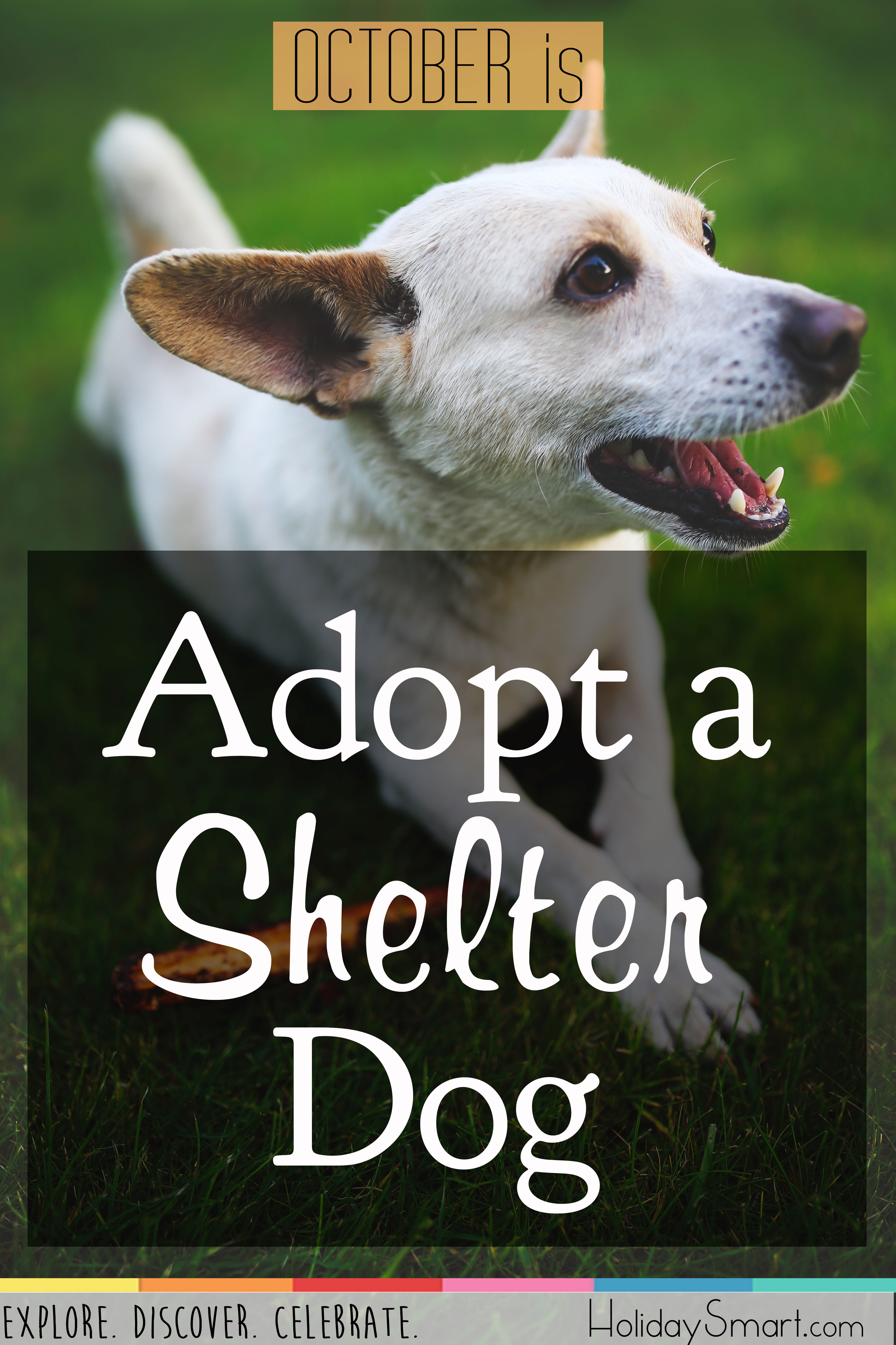 Adopt a Shelter Dog Month