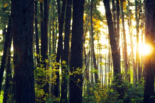 International Day of Forests