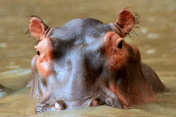 Hippo Day