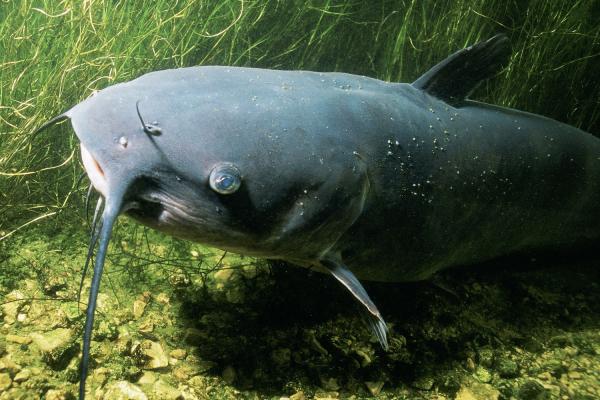 Catfish Day