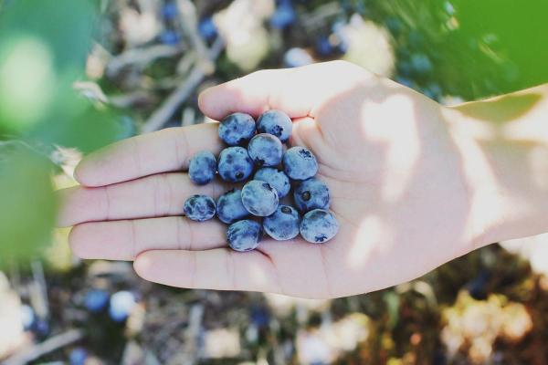 Pick Blueberries Day