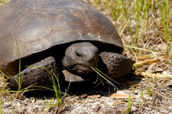 Gopher Tortoise Day