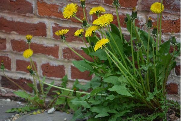 Weed Appreciation Day