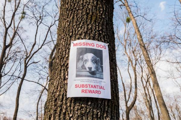 Missing Mutts Awareness Day