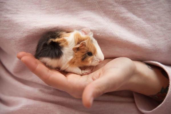 Guinea Pig Appreciation Day