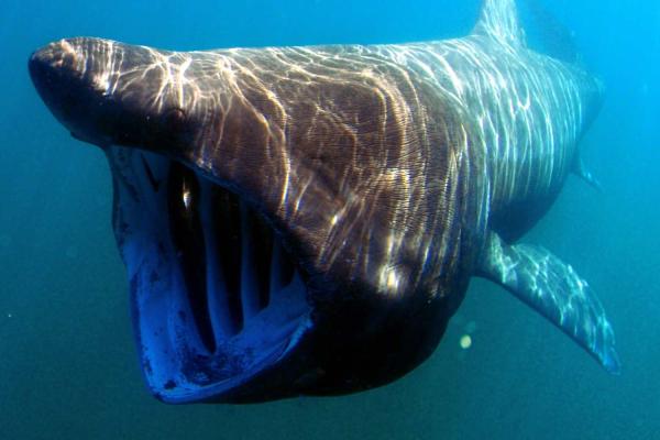World Basking Shark Day