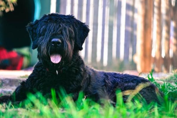 Bouvier de Flandres Dog Day