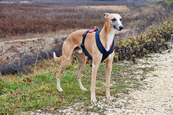Galgo (Spanish Greyhound) Day