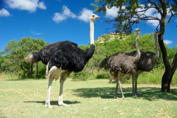 World Ostrich Day