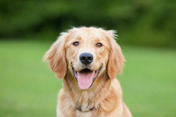 Golden Retriever Day