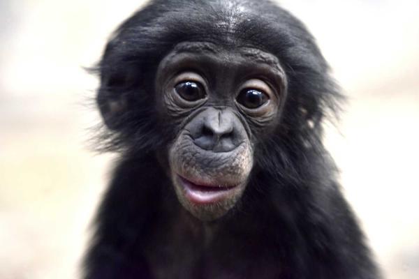 World Bonobo Day