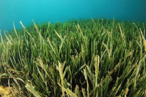 Seagrass Day