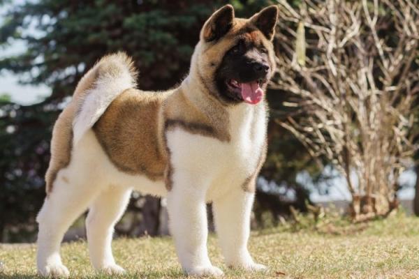 Akita Day