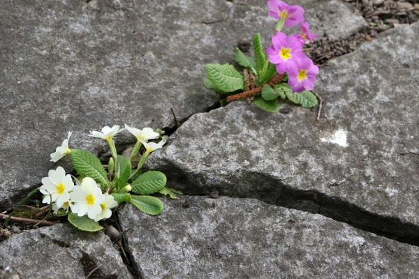 The Festival of Life in the Cracks Day