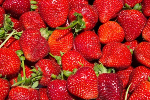 California Strawberry Day