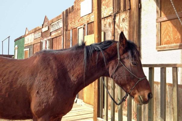 Ride Your Horse to a Bar Day