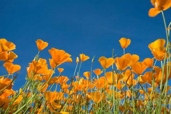 California Poppy Day