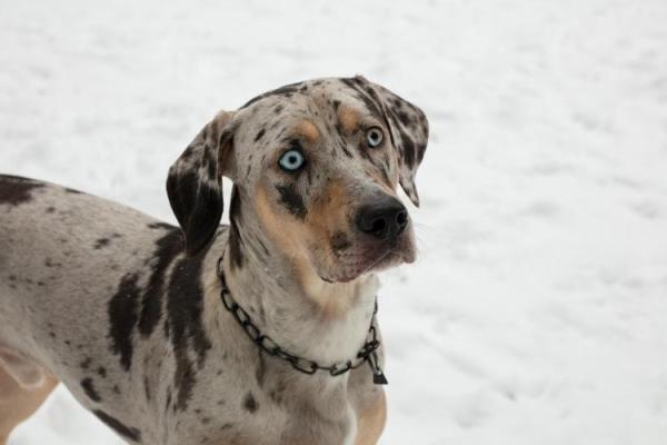 Catahoula Leopard Dog Day