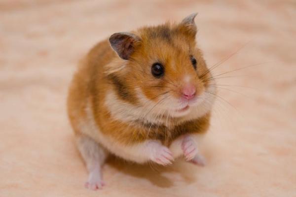 World Hamster Day