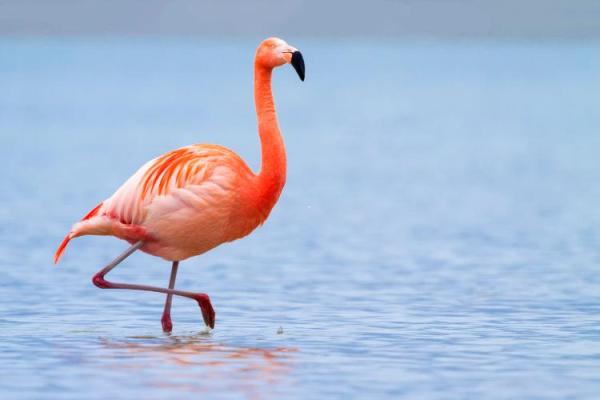 International Flamingo Day