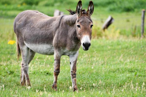 Donkey Day