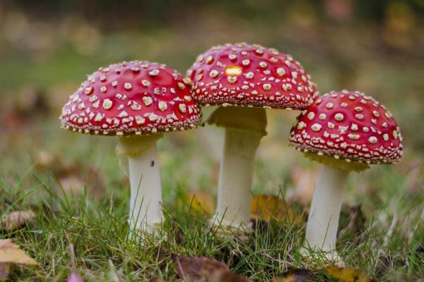 Mushroom Hunting Day