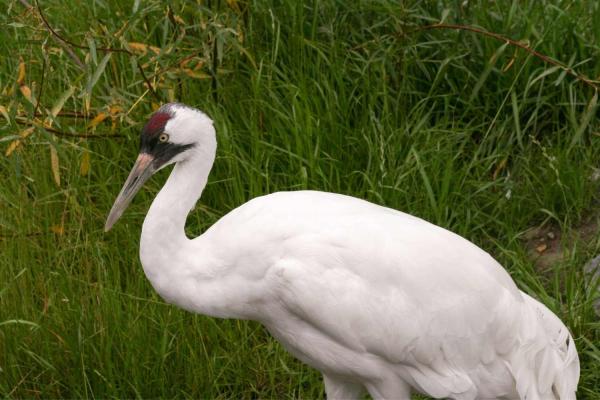 Whooping Crane Day