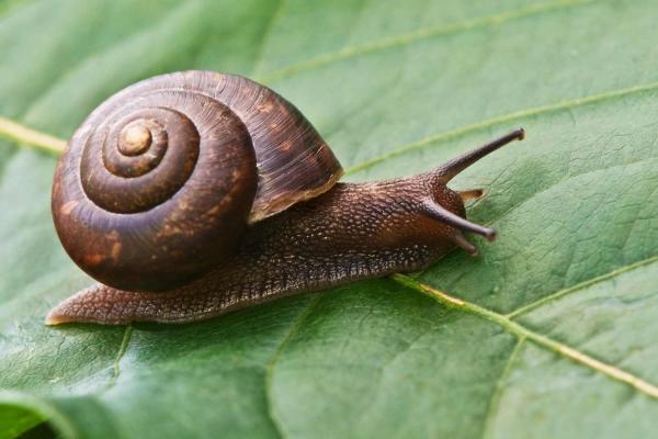 Snail Day