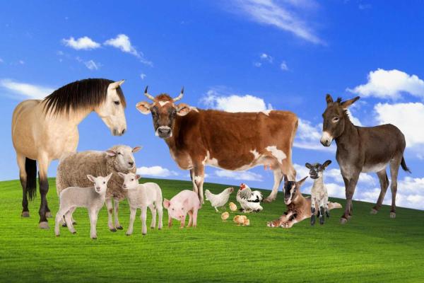 International Heritage Breeds Day