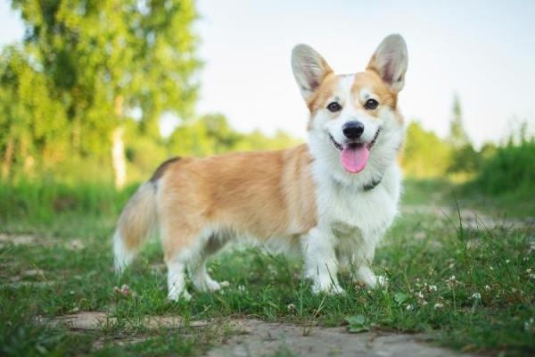 Corgi Day