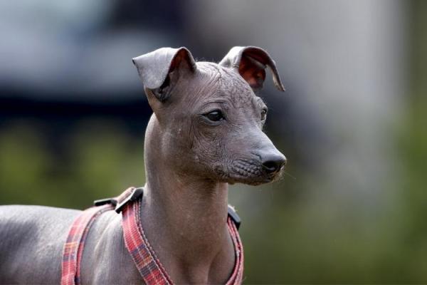 Peruvian Hairless Dog Day