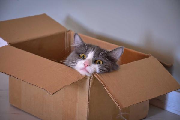 Box Day (for Cats)