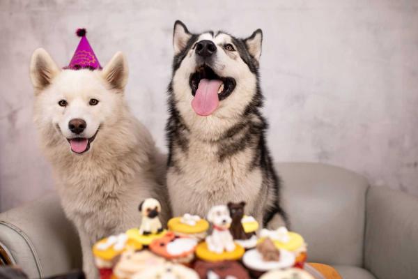 Dog Party Day
