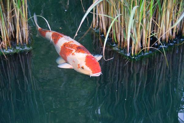 Koi Fish Day