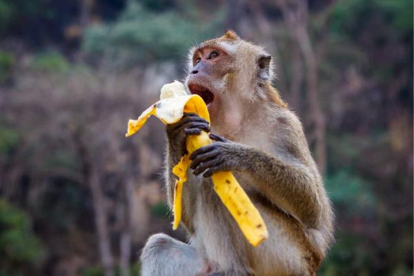 Take a Monkey to Lunch Day