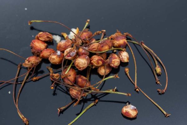 Cherry Pit Spitting Day