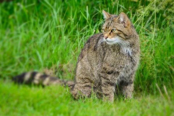 Scottish Wildcat Day