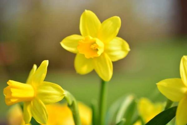 World Daffodil Day