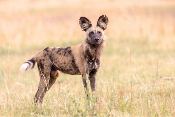 World African Wild Dog Day