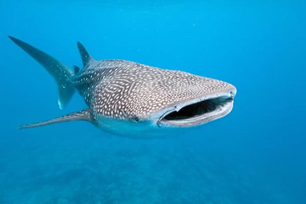 Whale Shark Day