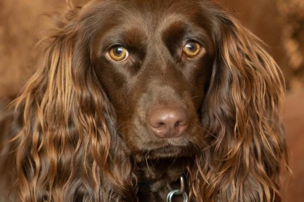 Boykin Spaniel Dog Day