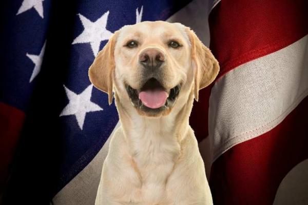 Dogs in Politics Day (Checkers Day)